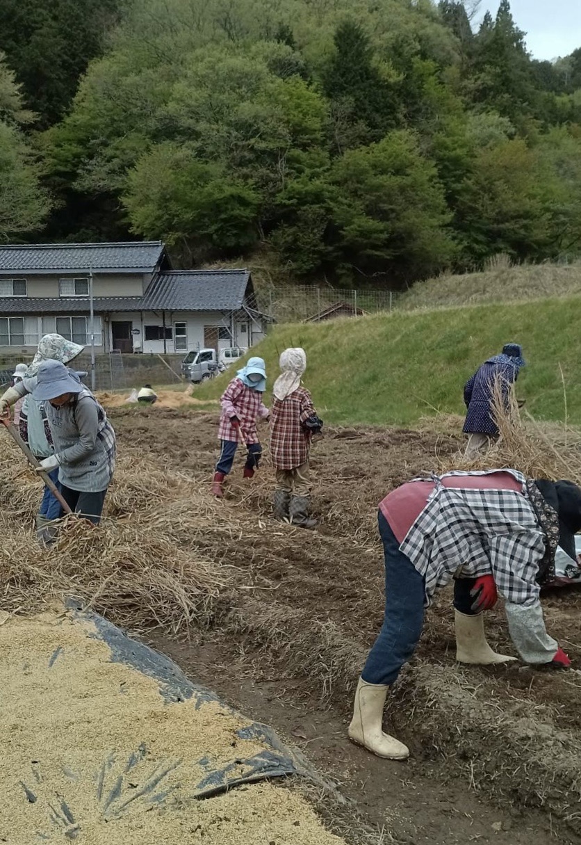 雲原こんにゃく定植
