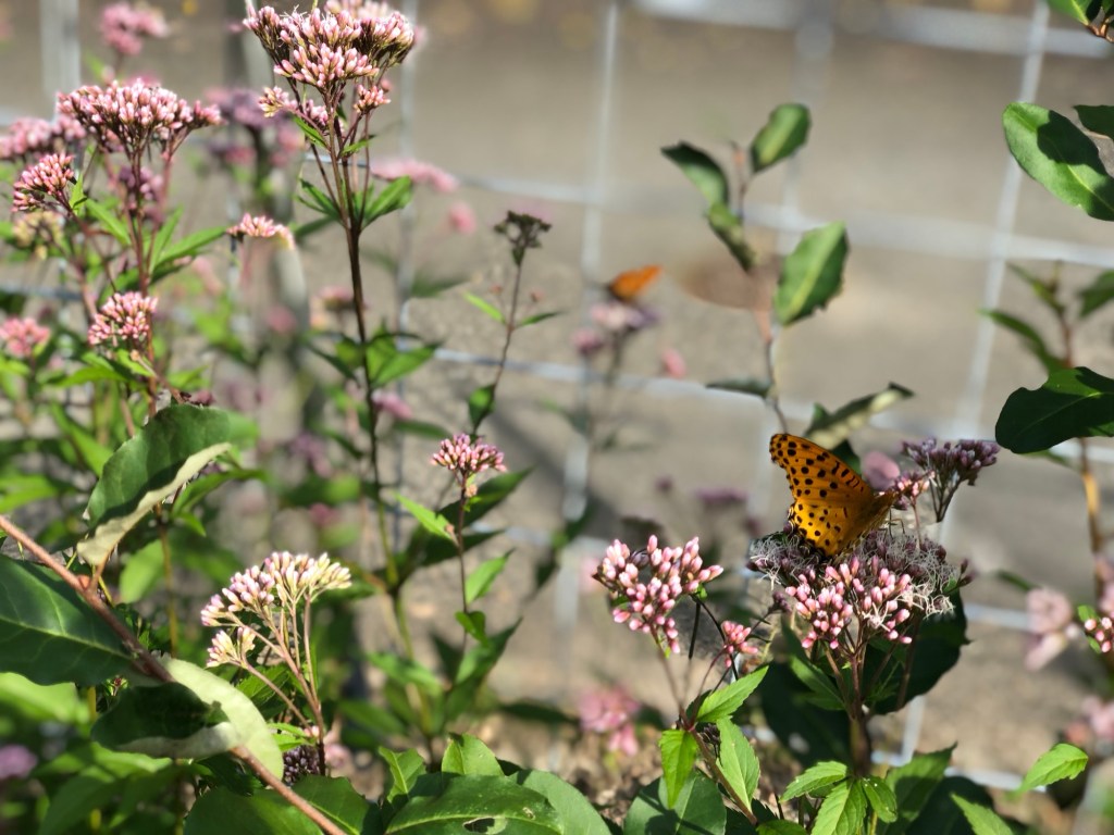 くもっち農園に渡り蝶がやってきた